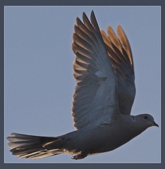 IMG 0654-01