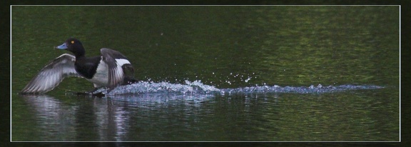 IMG 0935-01