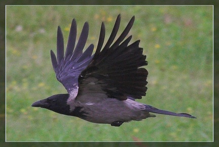 IMG 2500-01