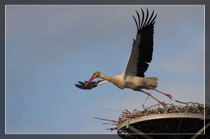 storch fliegend
